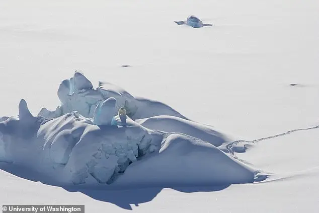 Climate Change Drives Genetic Shifts in Polar Bears, Revealing Evolutionary Adaptation to Environmental Pressures