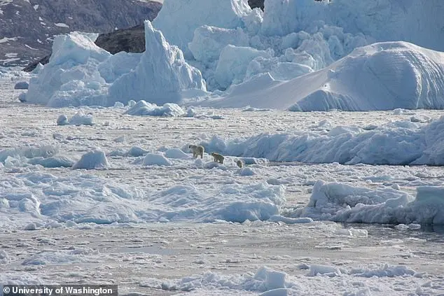 Climate Change Drives Genetic Shifts in Polar Bears, Revealing Evolutionary Adaptation to Environmental Pressures