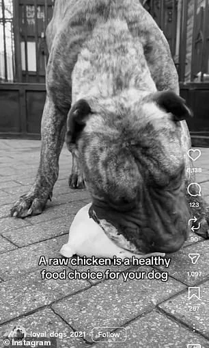 Viral Social Media Trend Sparks Concern Over Raw Meat Diet for Dogs, as Veterinarians Warn of Potential Health Risks