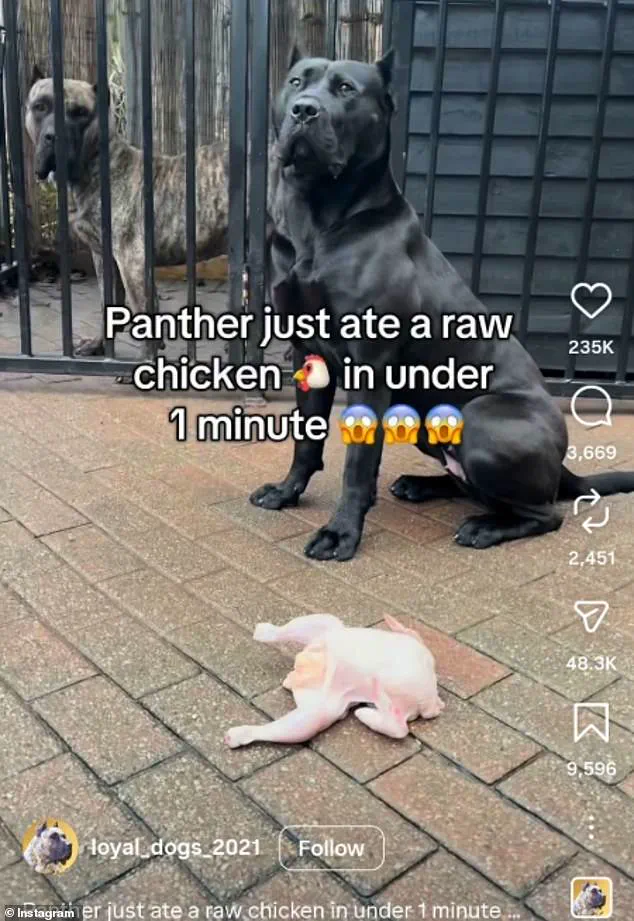 Viral Social Media Trend Sparks Concern Over Raw Meat Diet for Dogs, as Veterinarians Warn of Potential Health Risks