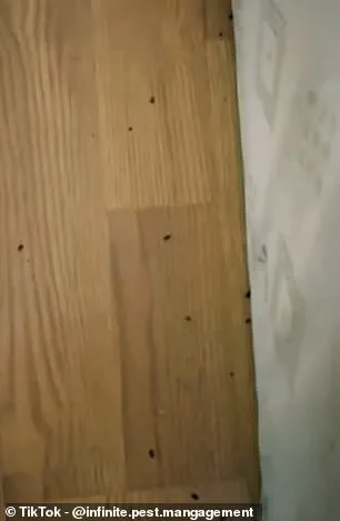 Winter Heating May Trigger Bedbug Resurgence in UK Homes