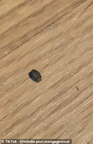 Winter Heating May Trigger Bedbug Resurgence in UK Homes