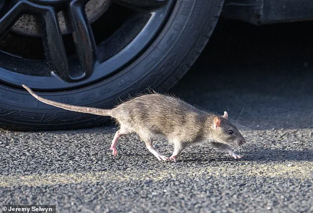 Winter Heating May Trigger Bedbug Resurgence in UK Homes