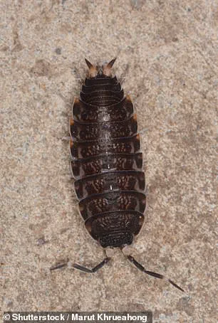 Winter Heating May Trigger Bedbug Resurgence in UK Homes