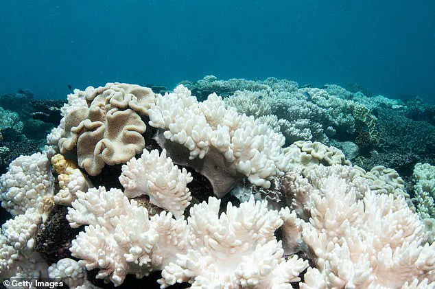 Coral Reefs Face Imminent Collapse in 2026 as Climate Crisis Reaches Tipping Point, Warns Expert