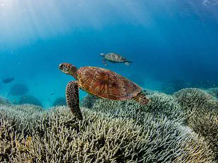 Coral Reefs Face Imminent Collapse in 2026 as Climate Crisis Reaches Tipping Point, Warns Expert