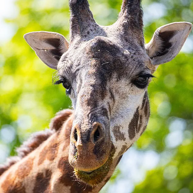 Endangered Giraffe Dies in Zoo Freak Accident, Spurring Conservation Concerns