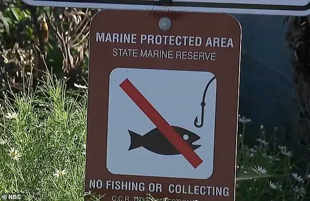 Tourists' Mishandling of Fragile Marine Life During La Jolla's King Tides Sparks Conservation Outcry