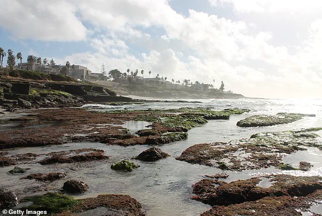 Tourists' Mishandling of Fragile Marine Life During La Jolla's King Tides Sparks Conservation Outcry