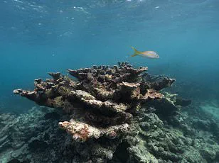 Global Warming's Paradox: How Rising Temperatures Could Trigger Extreme Cold and Risk to UK Communities