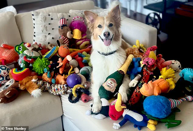 Study Reveals Dogs Learn Words by Eavesdropping, Challenging Assumptions About Animal Cognition