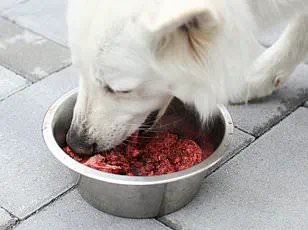 Study Reveals Dogs Learn Words by Eavesdropping, Challenging Assumptions About Animal Cognition