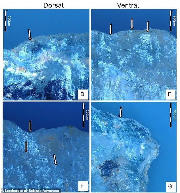Archaeological Discovery Reveals Early Humans in Southern Africa May Have Used Toxic Substances on Hunting Tools 60,000 Years Ago