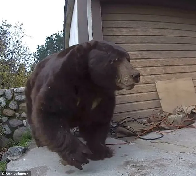 Homeowner Removes 550-Pound Black Bear After Month-Long Residential Ordeal