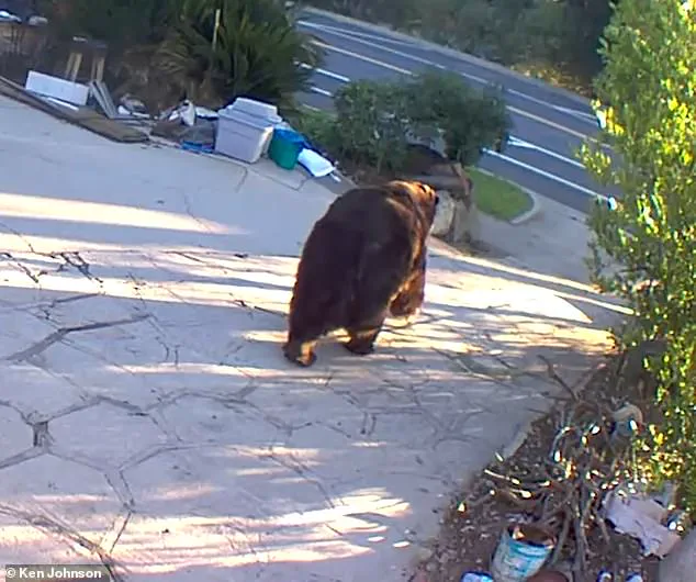 Homeowner Removes 550-Pound Black Bear After Month-Long Residential Ordeal