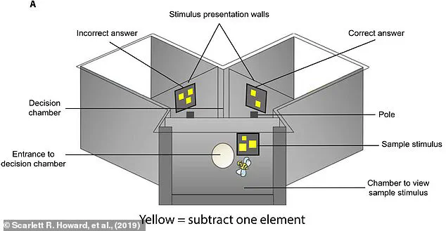 Australian Scientists Discover How Buzzing Insects May Hold the Key to Interstellar Communication