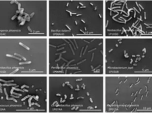 Australian Scientists Discover How Buzzing Insects May Hold the Key to Interstellar Communication