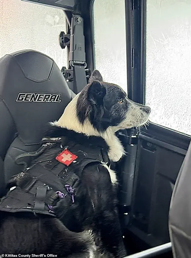 Tragic Avalanche Claims Two Lives Near Longs Pass Trail in Washington State – Breaking Update