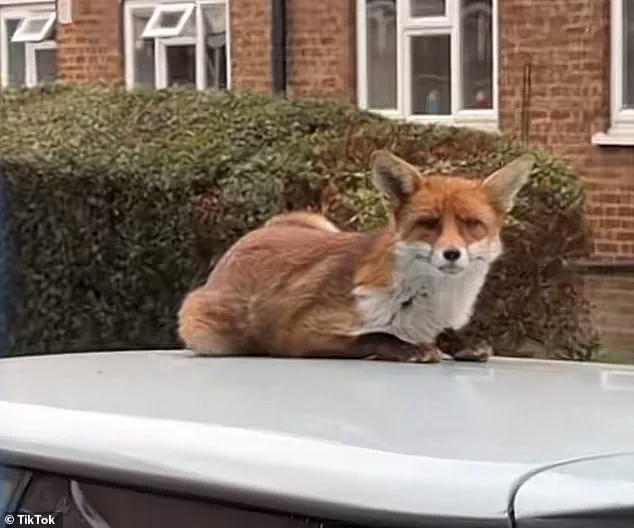 Exclusive Insights: The Hidden Impact of Urban Foxes on Neighbourhoods
