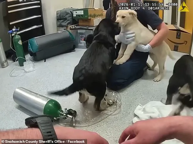 Firefighters Save Six Puppies from Opioid Overdose in Unusual Rescue