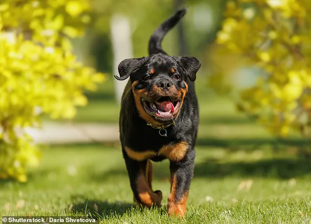 Study Reveals German Shepherds and Rottweilers Have Friendliest Faces, Challenging Common Assumptions
