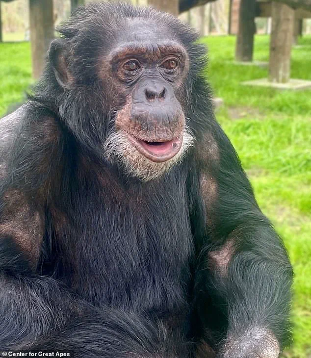 Bubbles the Chimpanzee Retires in Florida, Living a Quiet Life Away from the Spotlight