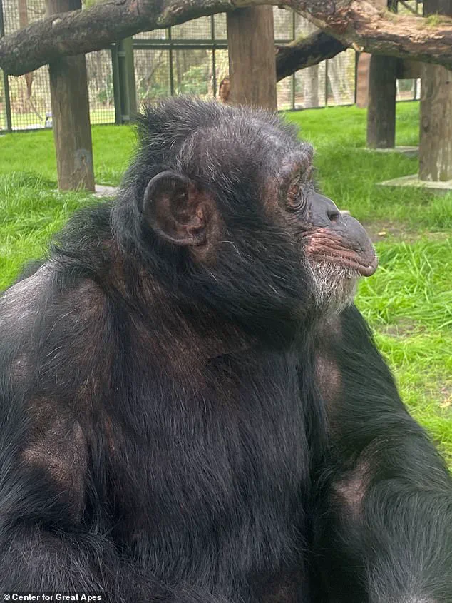 Bubbles the Chimpanzee Retires in Florida, Living a Quiet Life Away from the Spotlight