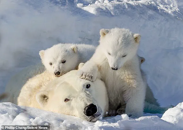 Rare Heartwarming Moment of Polar Bear Cubs Cuddled with Mother in Churchill, Manitoba Captures Global Attention