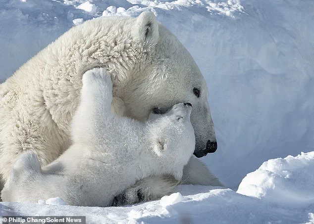 Rare Heartwarming Moment of Polar Bear Cubs Cuddled with Mother in Churchill, Manitoba Captures Global Attention