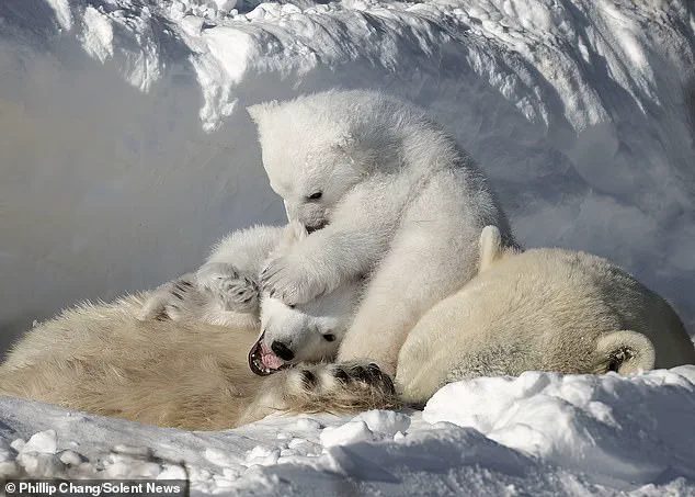 Rare Heartwarming Moment of Polar Bear Cubs Cuddled with Mother in Churchill, Manitoba Captures Global Attention