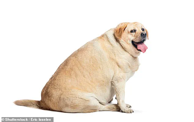 Urgent Alert: Over Half of British Dogs Overweight or Obese, Experts Warn