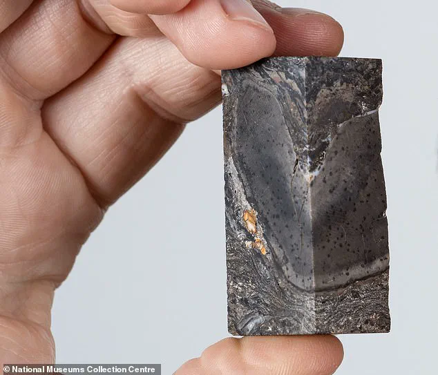 Reclassification of Ancient Organism Prototaxites Challenged by New Fossil Analysis