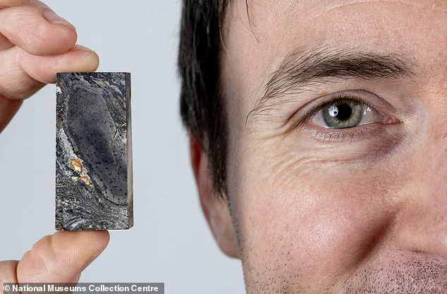 Reclassification of Ancient Organism Prototaxites Challenged by New Fossil Analysis