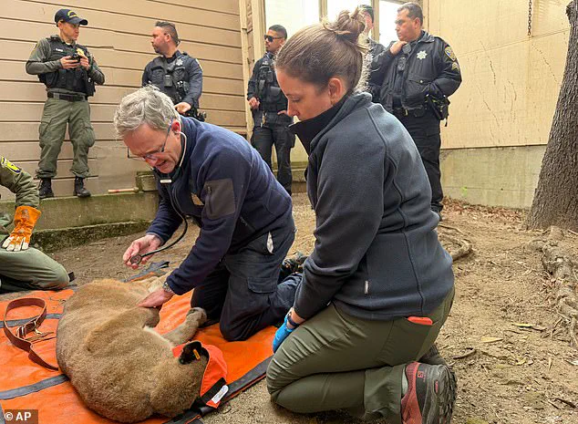 Exclusive: 30-Hour Operation Captures Mountain Lion in San Francisco's Residential Neighborhood