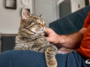 Traditional Pet Names Face Decline as Cultural Trends Reshape Furry Companionship