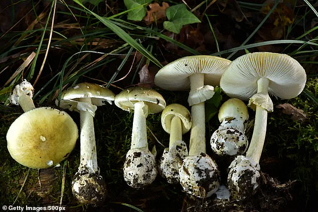 Fourth Death from Toxic Mushroom Outbreak Sparks Health Officials' Urgent Warnings in Northern California