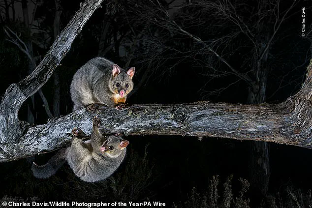 Vivid Contrast Between Nature's Beauty and Conservation Crises in Wildlife Photographer of the Year Finalists