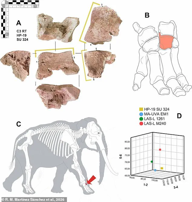Hannibal's Elephants: Ancient Bone Discovery Confirms Legendary Alpine Crossing