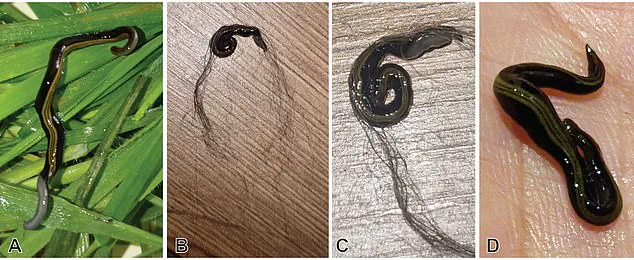 Pets Are Unwitting Carriers of Invasive Flatworms, Sparking Ecological Alarm in Europe