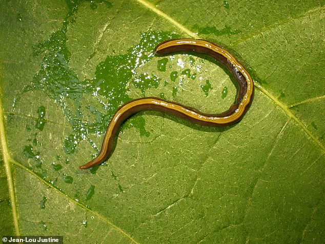 Pets Are Unwitting Carriers of Invasive Flatworms, Sparking Ecological Alarm in Europe