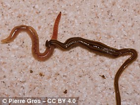 Pets Are Unwitting Carriers of Invasive Flatworms, Sparking Ecological Alarm in Europe