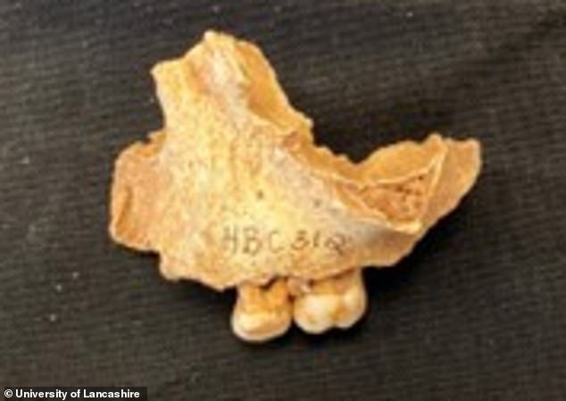 Britain's 'Oldest Northerner' Revealed as 3-Year-Old Girl, Redefining Early Human History