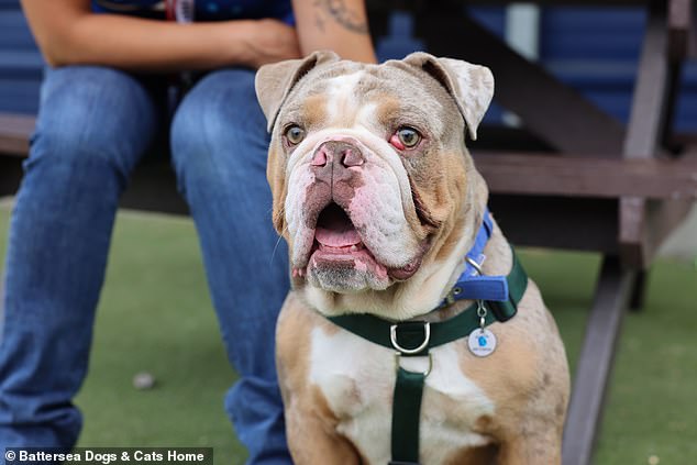 UK Dog Shelters in Crisis as Flat-Faced Breeds' Popularity Sparks Surge in Abandonments and Health Complications