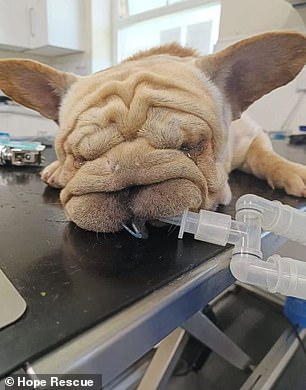 UK Dog Shelters in Crisis as Flat-Faced Breeds' Popularity Sparks Surge in Abandonments and Health Complications