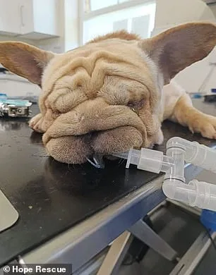 UK Dog Shelters in Crisis as Flat-Faced Breeds' Popularity Sparks Surge in Abandonments and Health Complications