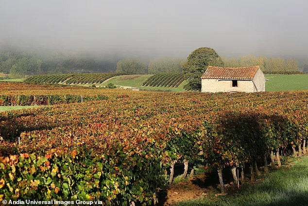 A Professors Past Life Belief: Healing Through Soulmates Across Time