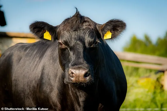 Gene-Edited 'Supersteaks' to Reach UK Supermarkets in Three Years Using Surrogate Sires Technology