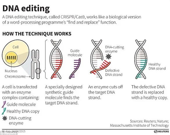 Gene-Edited 'Supersteaks' to Reach UK Supermarkets in Three Years Using Surrogate Sires Technology
