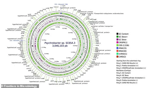 Discovery of 5,000-Year-Old Bacteria in Romania's Ice Cave Sparks Climate Change Fears
