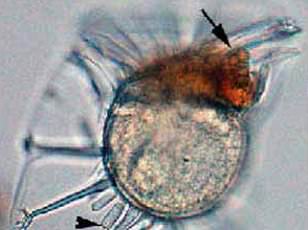 Discovery of 5,000-Year-Old Bacteria in Romania's Ice Cave Sparks Climate Change Fears